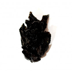 pinus sp.