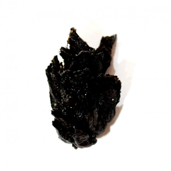pinus sp.