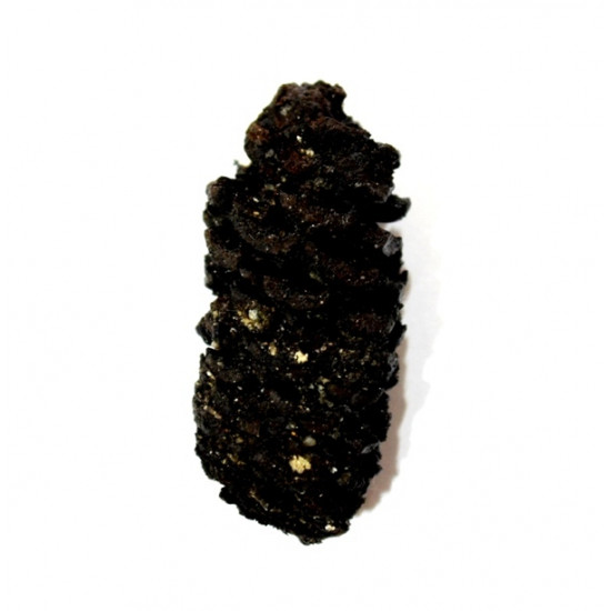 pinus sp.