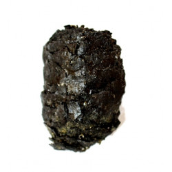 pinus sp.