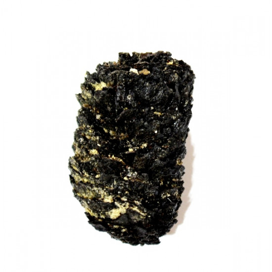 pinus sp.