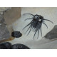 dicranurus-spinodontochile-paralejurus-crotalocephalus-pseudocryphaeus-reedops