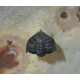dicranurus-spinodontochile-paralejurus-crotalocephalus-pseudocryphaeus-reedops