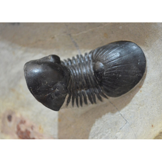 dicranurus-spinodontochile-paralejurus-crotalocephalus-pseudocryphaeus-reedops