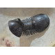 dicranurus-spinodontochile-paralejurus-crotalocephalus-pseudocryphaeus-reedops