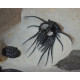 dicranurus-spinodontochile-paralejurus-crotalocephalus-pseudocryphaeus-reedops