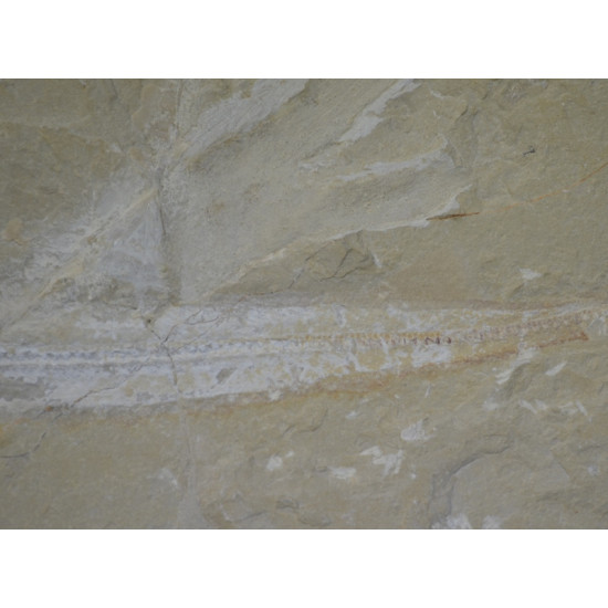 Pararhincodon lehmani (shark)