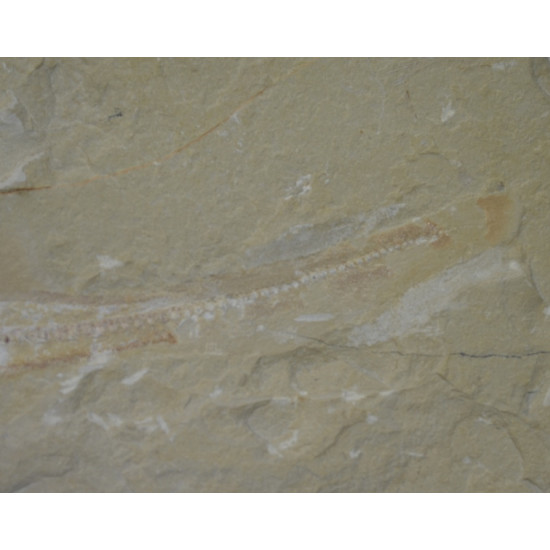 Pararhincodon lehmani (shark)