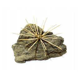 acrosalenia hemicidaroides 