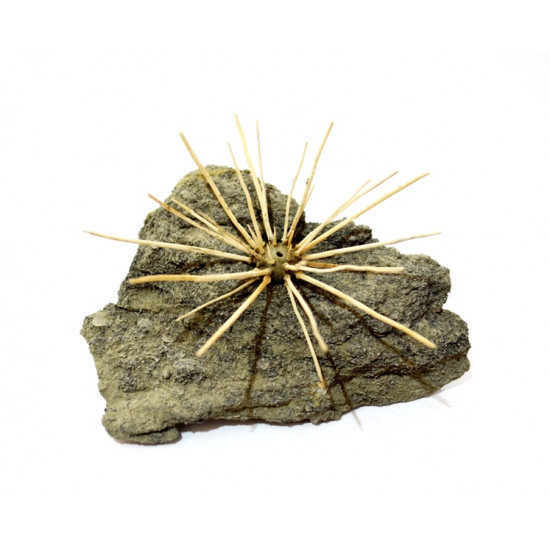 acrosalenia hemicidaroides 