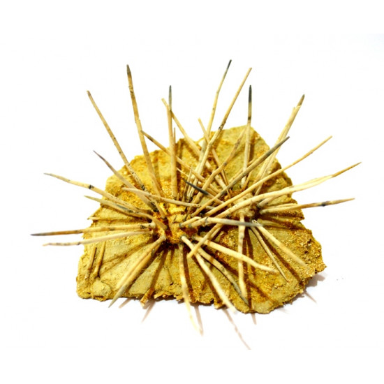 acrosalenia hemicidaroides (double)