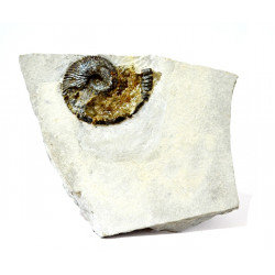 tirnovella pertransiens