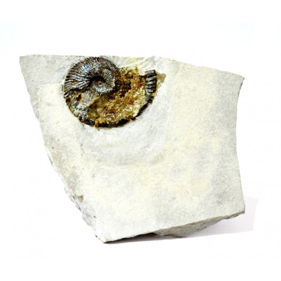 tirnovella pertransiens