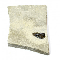 aptychus sp.