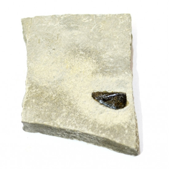 aptychus sp.