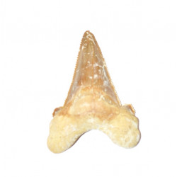 otodus sokolovi