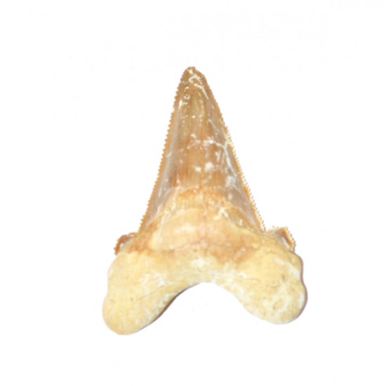 otodus sokolovi