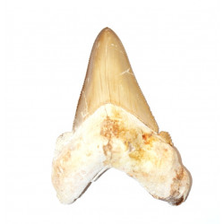 otodus sokolovi