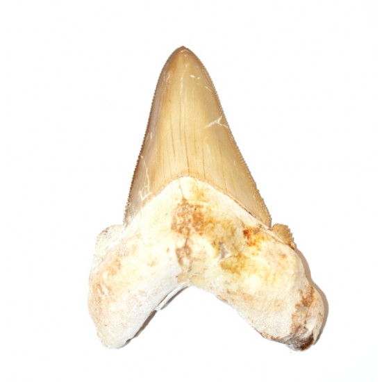 otodus sokolovi