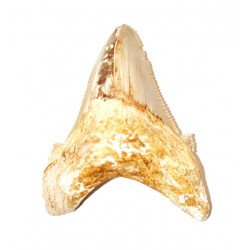 otodus sokolovi