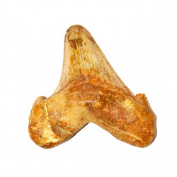 otodus sokolovi