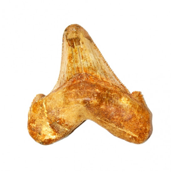 otodus sokolovi