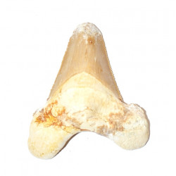 otodus sokolovi