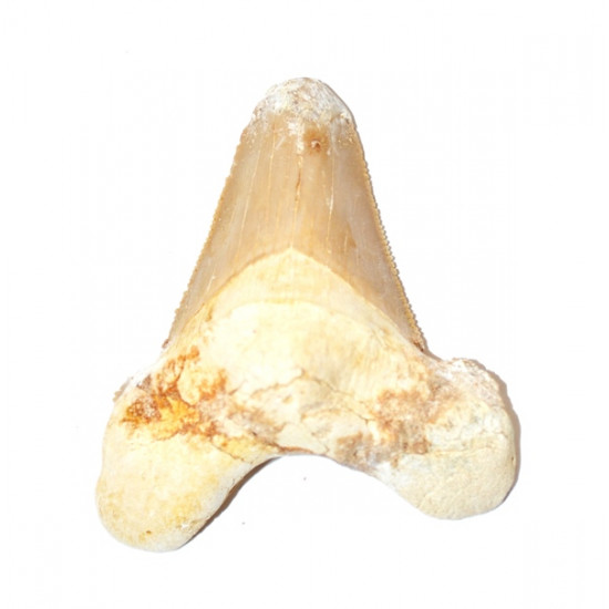otodus sokolovi