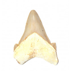 otodus sokolovi