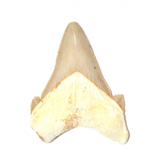 otodus sokolovi