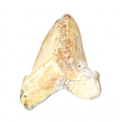otodus sokolovi
