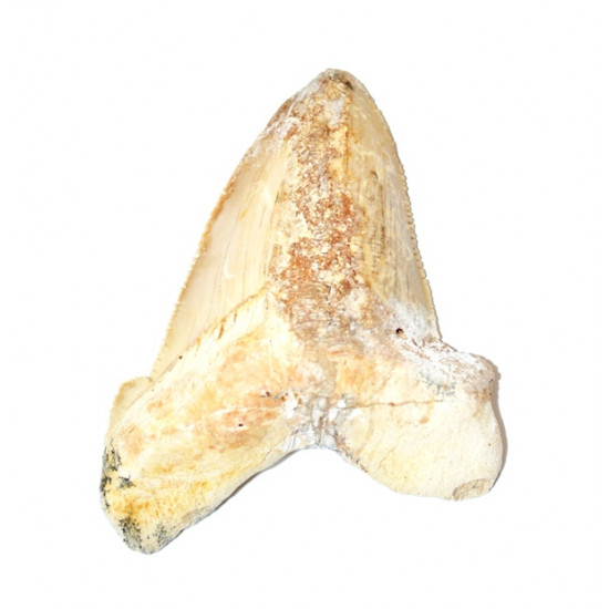 otodus sokolovi