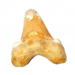 otodus sokolovi