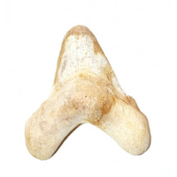 otodus sokolovi