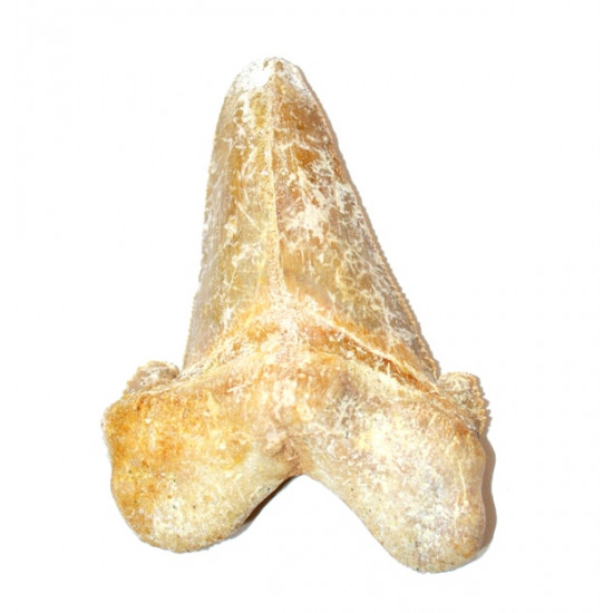otodus sokolovi