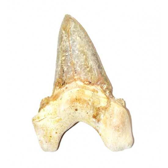 otodus sokolovi