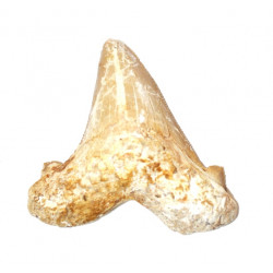otodus sokolovi