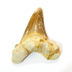 otodus sokolovi