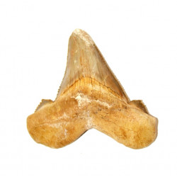 otodus sokolovi
