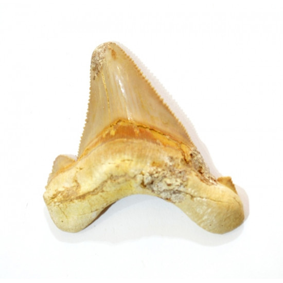 otodus sokolovi