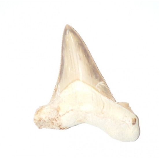 otodus sokolovi