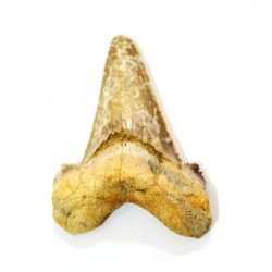 otodus sokolovi