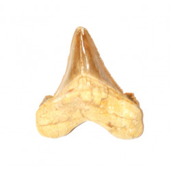 otodus sokolovi