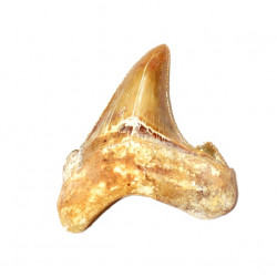otodus sokolovi