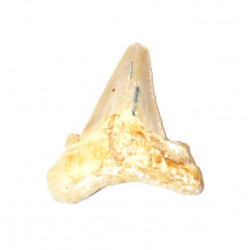 otodus sokolovi
