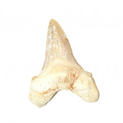 otodus sokolovi