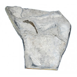 leptolepidiforme sp.