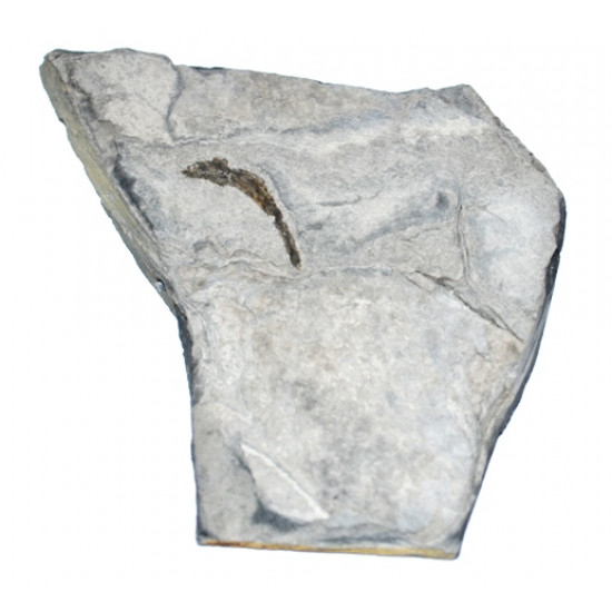 leptolepidiforme sp.