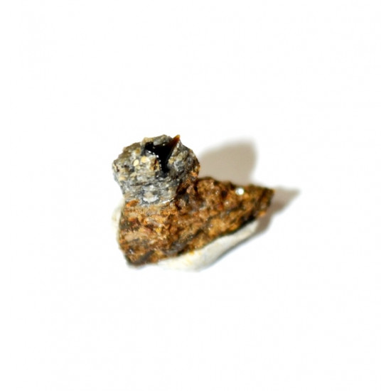 Paraorthacodus arduennae