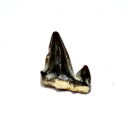 Paraorthacodus sp
